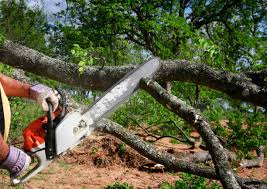 Seasonal Cleanup (Spring/Fall) in West Park, CA