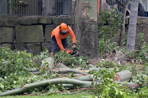 Best Tree Preservation Services  in West Park, CA