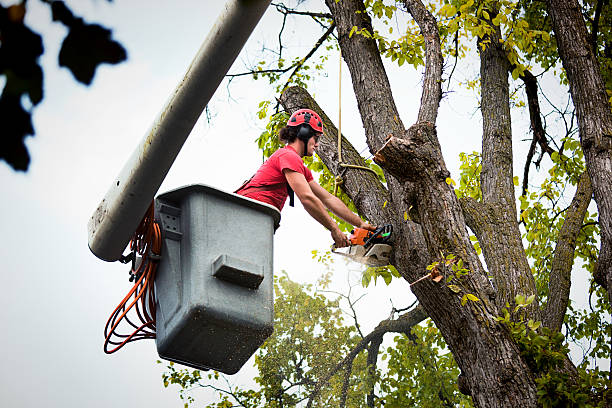 Best Tree Health Inspection  in West Park, CA